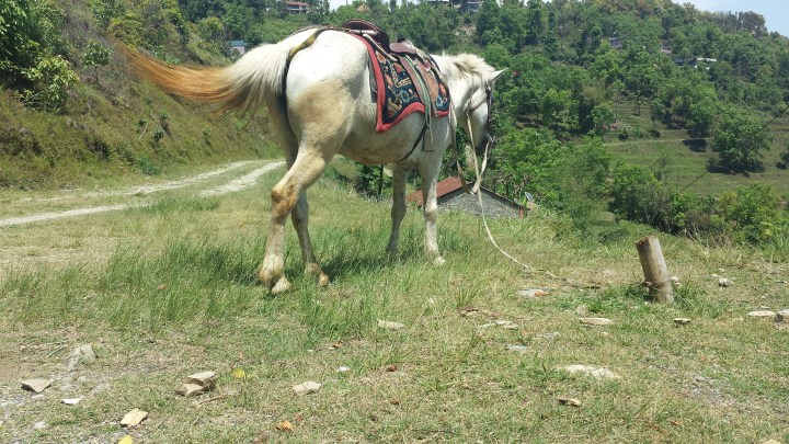Wishing Well Pony Trek