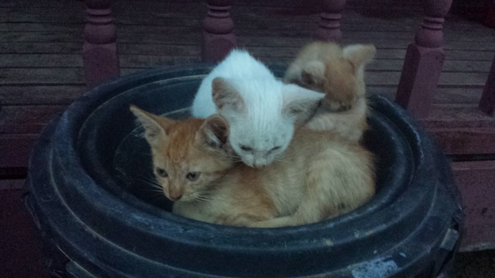 Some cute kittens we saw on the way