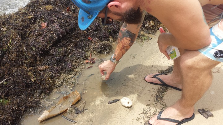 Some unusual shells found along the beach