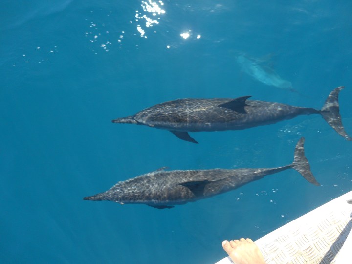 There were so many spinner dolphins playing around our boat